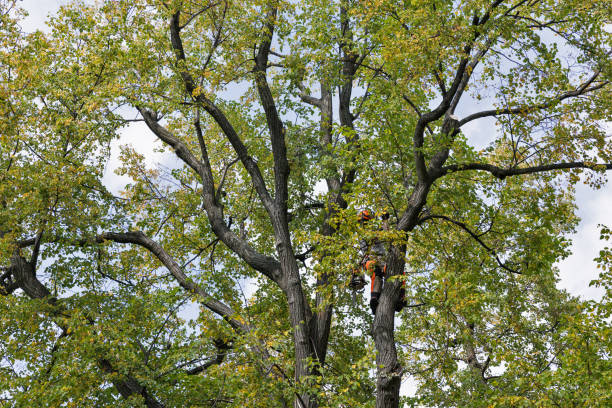 Best Root Management and Removal  in Fall River, WI